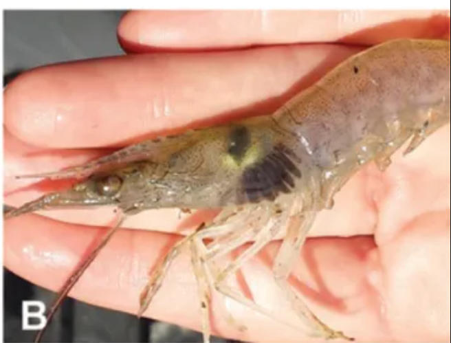 变黑的虾还能吃吗?这种“黑虾”千万别吃 变黑的虾还能吃吗?这种“黑虾”千万别吃