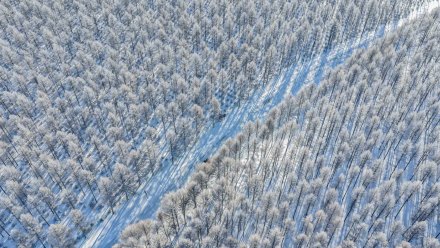 收藏！冬日塞罕坝美成壁纸