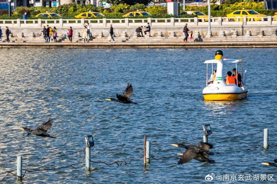 报！玄武湖桂花开了
