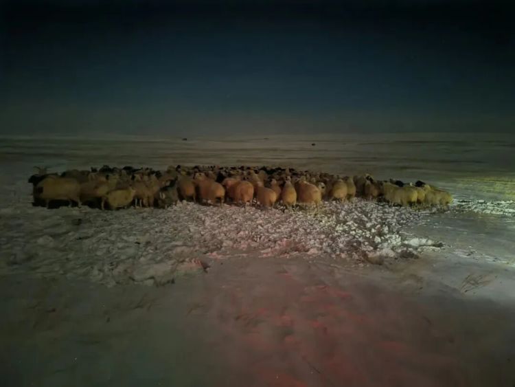 一个都不能少！零下30摄氏度，夜行3小时，民警冒雪帮牧民寻回336只羊！