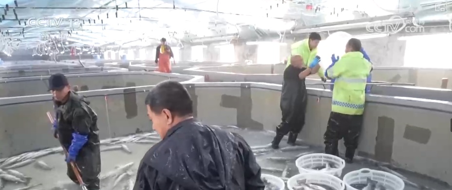 “智慧化养殖+保姆式服务”加速丰盈“蓝色粮仓” 海洋经济释放强劲动能