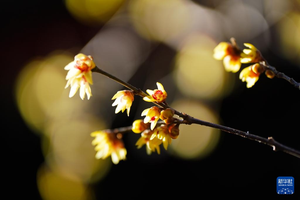 北京卧佛寺:古刹寻梅 北京卧佛寺:古刹寻梅