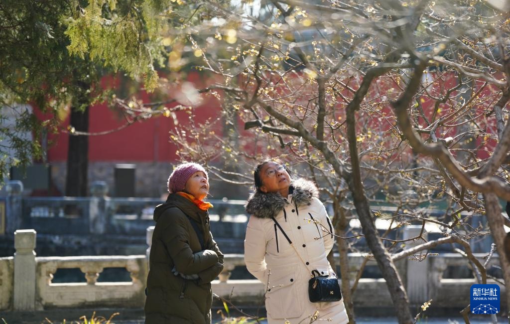 北京卧佛寺:古刹寻梅 北京卧佛寺:古刹寻梅