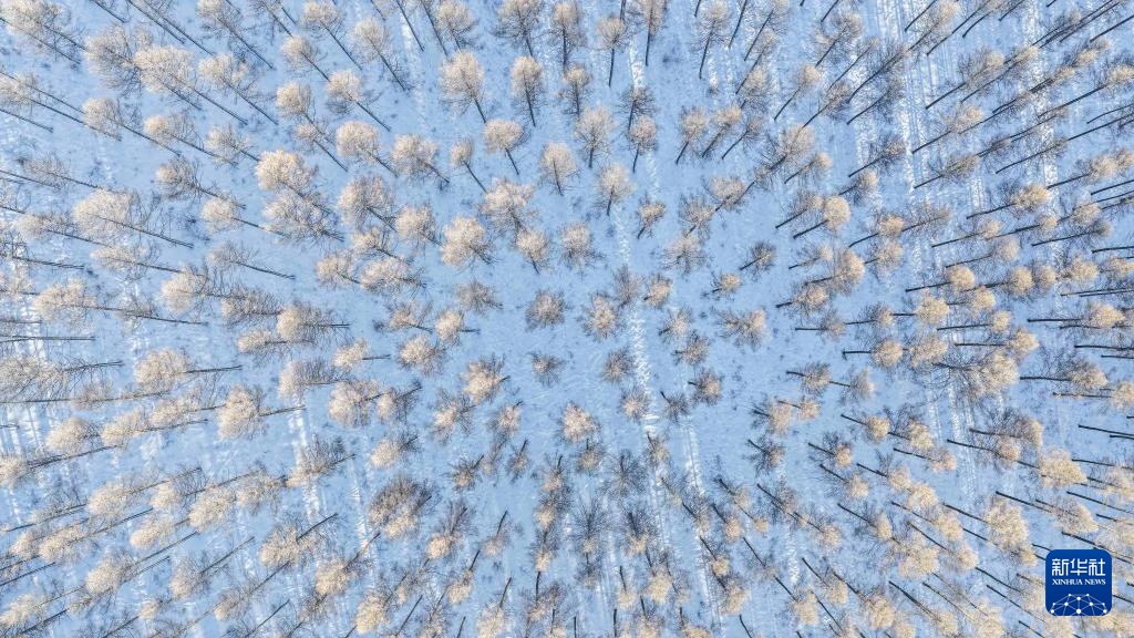 冬日塞罕坝 风景美如画