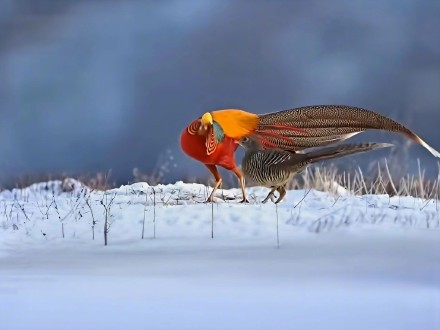 这是“雪上精灵”啊！临汾雪原现红腹锦鸡凤求凰图景