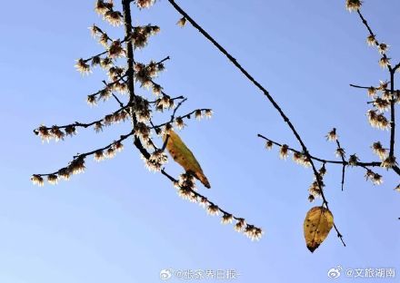 冬日张家界腊梅初绽