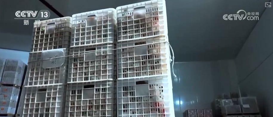 科技加持让致富果“甜”上加“值” “颜值关”叠加“低碳关”成为农产品过硬竞争力