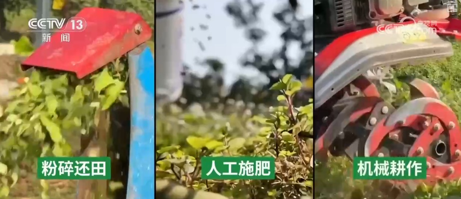 科技加持让致富果“甜”上加“值” “颜值关”叠加“低碳关”成为农产品过硬竞争力