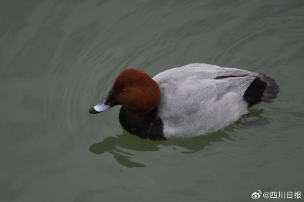 拍不完根本拍不完！四川冬日正上演着鸟界老友记