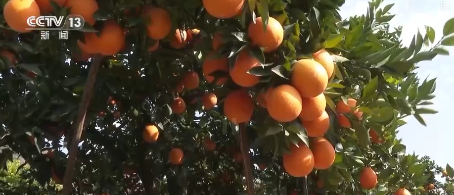 科技加持让致富果“甜”上加“值” “颜值关”叠加“低碳关”成为农产品过硬竞争力