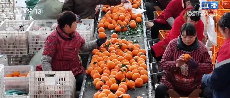 科技加持让致富果“甜”上加“值” “颜值关”叠加“低碳关”成为农产品过硬竞争力