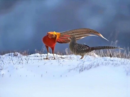 这是“雪上精灵”啊！临汾雪原现红腹锦鸡凤求凰图景