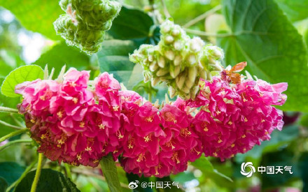 粉韵枝头！广西南宁南湖公园芙蓉花引客来