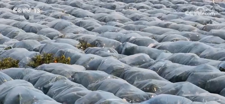 科技加持让致富果“甜”上加“值” “颜值关”叠加“低碳关”成为农产品过硬竞争力