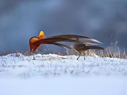 这是“雪上精灵”啊！临汾雪原现红腹锦鸡凤求凰图景