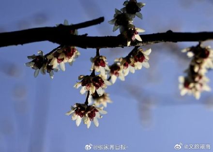 冬日张家界腊梅初绽