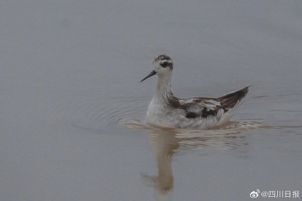 拍不完根本拍不完！四川冬日正上演着鸟界老友记