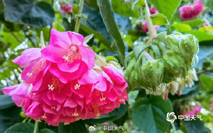 粉韵枝头！广西南宁南湖公园芙蓉花引客来