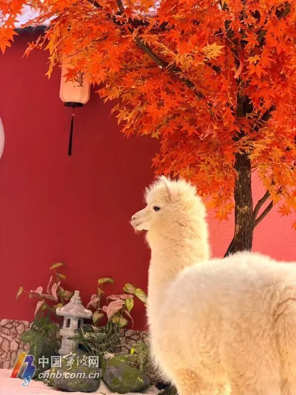 宁波首座地铁口庭院开放,每逢整点还有人造雪花 宁波首座地铁口庭院开放,每逢整点还有人造雪花