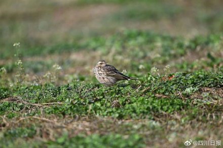 拍不完根本拍不完！四川冬日正上演着鸟界老友记