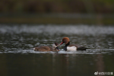 拍不完根本拍不完！四川冬日正上演着鸟界老友记