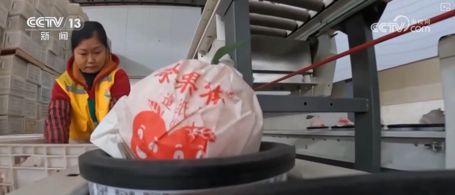 科技加持让致富果“甜”上加“值” “颜值关”叠加“低碳关”成为农产品过硬竞争力