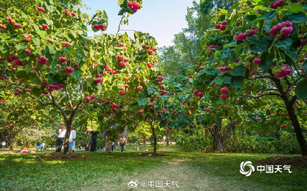 粉韵枝头！广西南宁南湖公园芙蓉花引客来