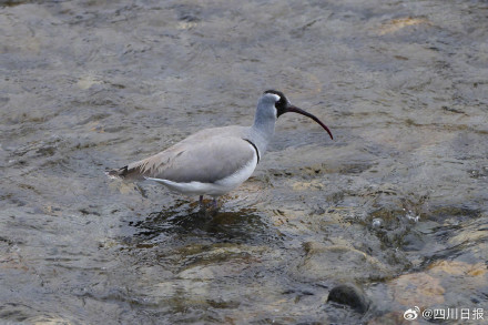 拍不完根本拍不完！四川冬日正上演着鸟界老友记