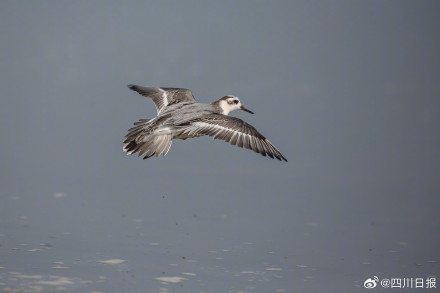 拍不完根本拍不完！四川冬日正上演着鸟界老友记