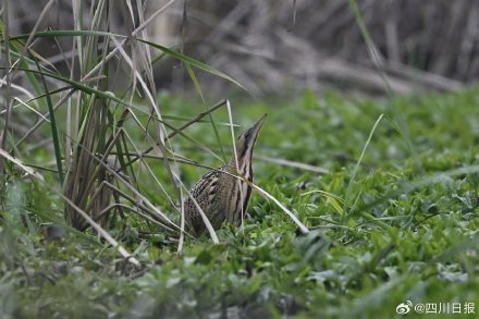 拍不完根本拍不完！四川冬日正上演着鸟界老友记