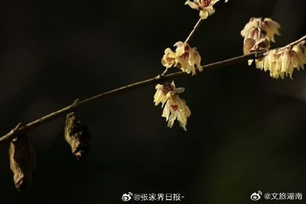 冬日张家界腊梅初绽