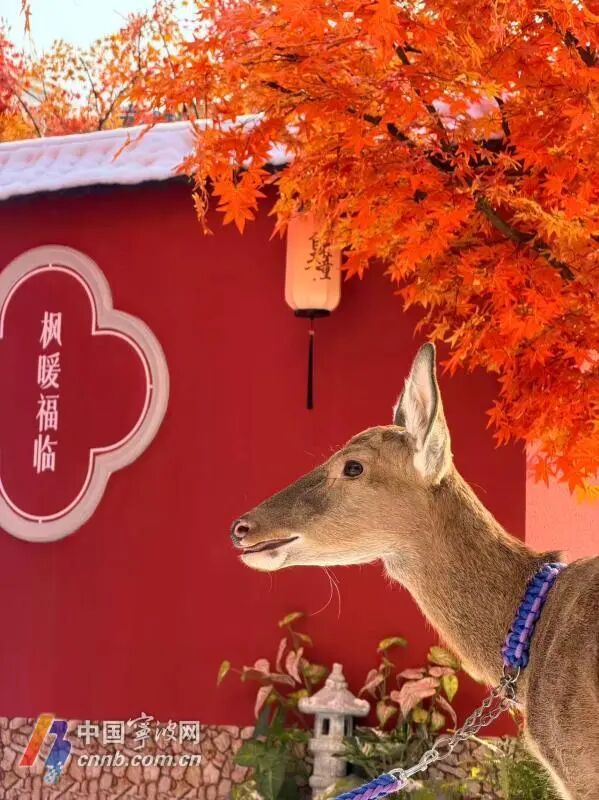 宁波首座地铁口庭院开放,每逢整点还有人造雪花 宁波首座地铁口庭院开放,每逢整点还有人造雪花