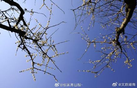 冬日张家界腊梅初绽