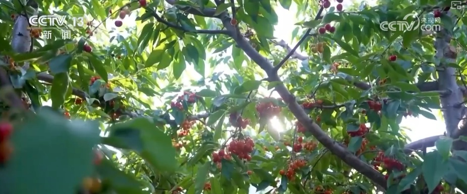 科技加持让致富果“甜”上加“值” “颜值关”叠加“低碳关”成为农产品过硬竞争力