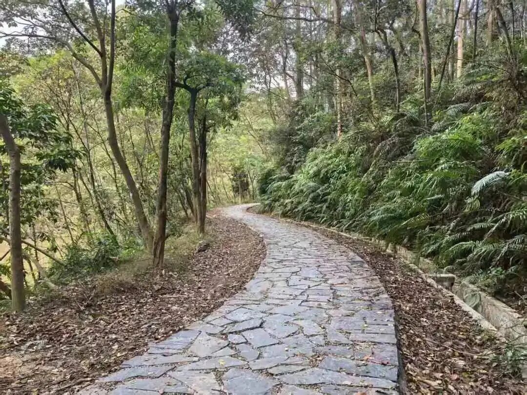 广州新森林步道即将开放，串联白云山、帽峰山
