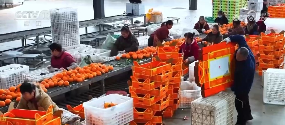 科技加持让致富果“甜”上加“值” “颜值关”叠加“低碳关”成为农产品过硬竞争力