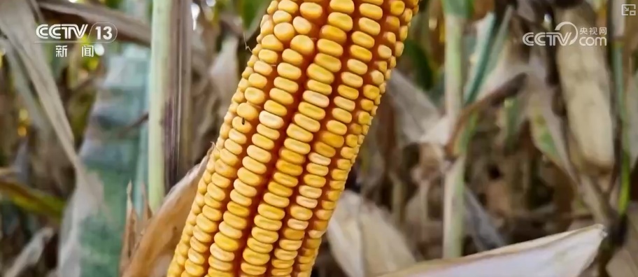 科技加持让致富果“甜”上加“值” “颜值关”叠加“低碳关”成为农产品过硬竞争力