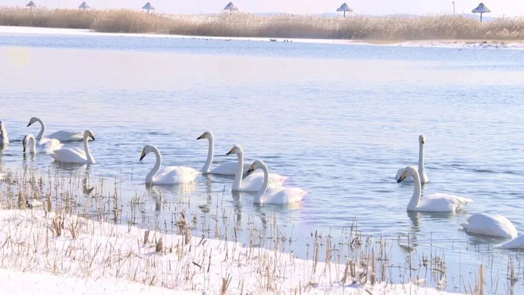 “雪窝子”威海冲上热搜！这场特大暴雪为何这么厉害？还会有吗？