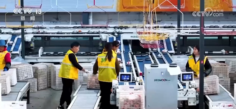 科技加持让致富果“甜”上加“值” “颜值关”叠加“低碳关”成为农产品过硬竞争力