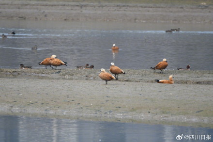 拍不完根本拍不完！四川冬日正上演着鸟界老友记