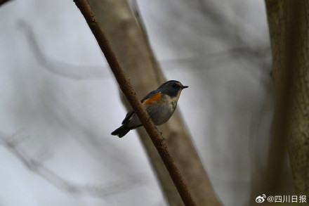 拍不完根本拍不完！四川冬日正上演着鸟界老友记