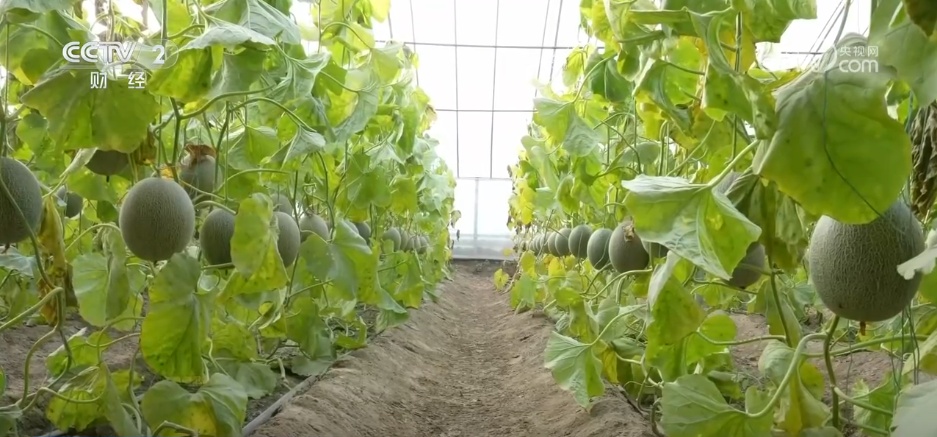 特色集市、年宵花海……年味渐浓！用N种方式打开火热节前市场