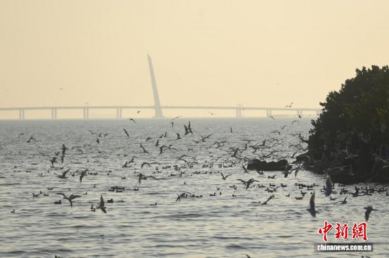 广东深圳:深圳湾公园迎候鸟季 广东深圳:深圳湾公园迎候鸟季