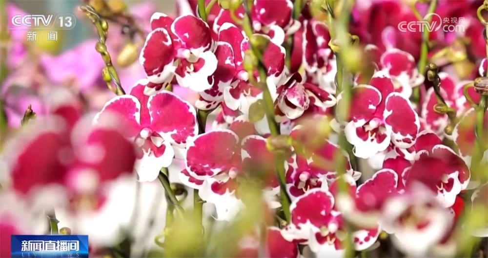 “花”样迎新拉满节日氛围感 年宵花市场供销两旺绽放“美丽经济”