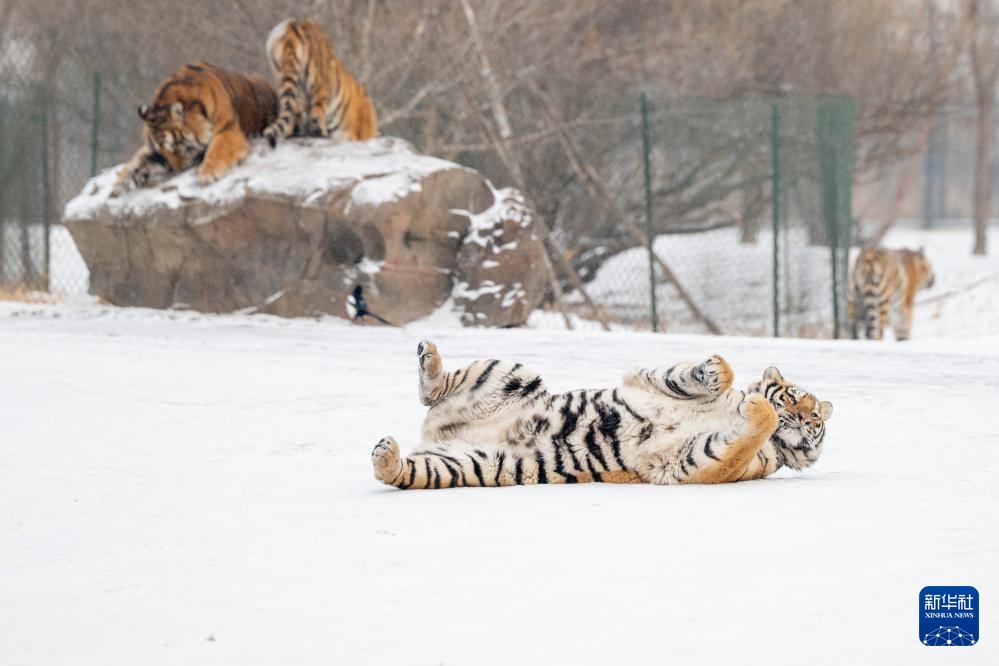 雪后探访东北虎