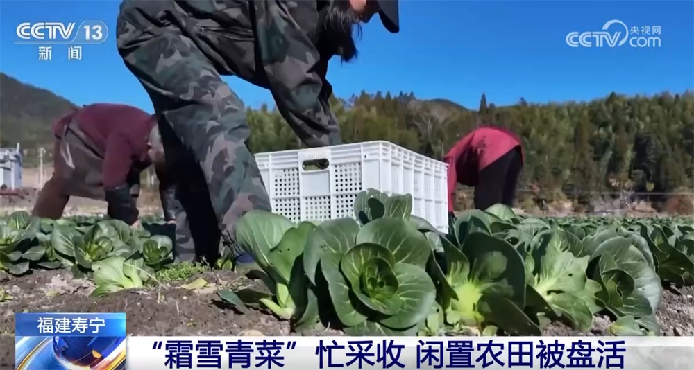 “霜雪青菜”迎来采收和销售高峰 特色产业“蔬”写乡村振兴新途景
