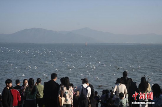 广东深圳:深圳湾公园迎候鸟季 广东深圳:深圳湾公园迎候鸟季