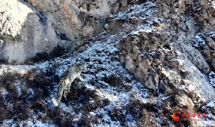 云端镜头定格“雪域精灵” 马牙雪山首获雪豹珍贵航拍画面