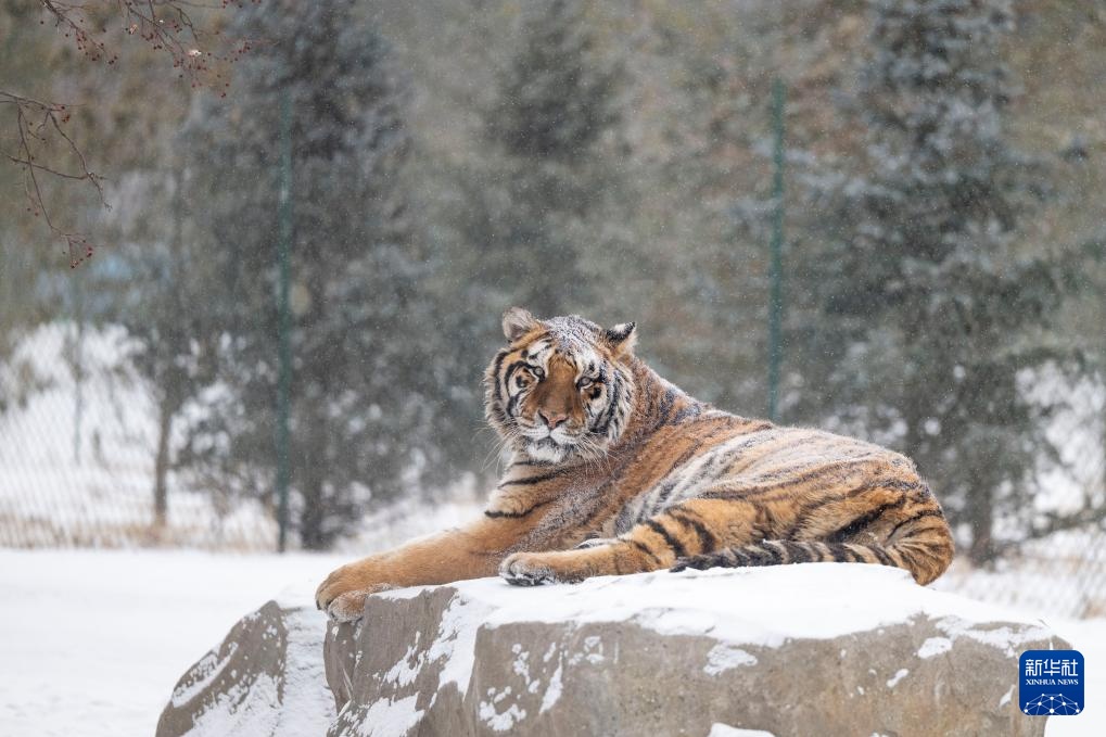 雪后探访东北虎