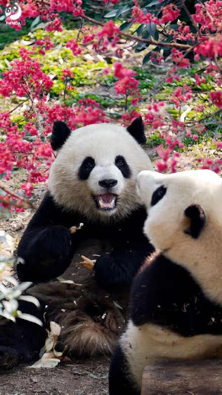走！去熊猫基地晒太阳，打卡花香！